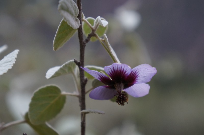 Abutilon arequipense photo 6
