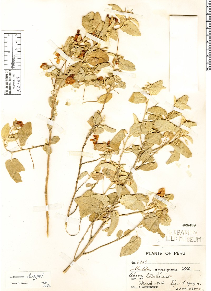 Abutilon arequipense photo 7