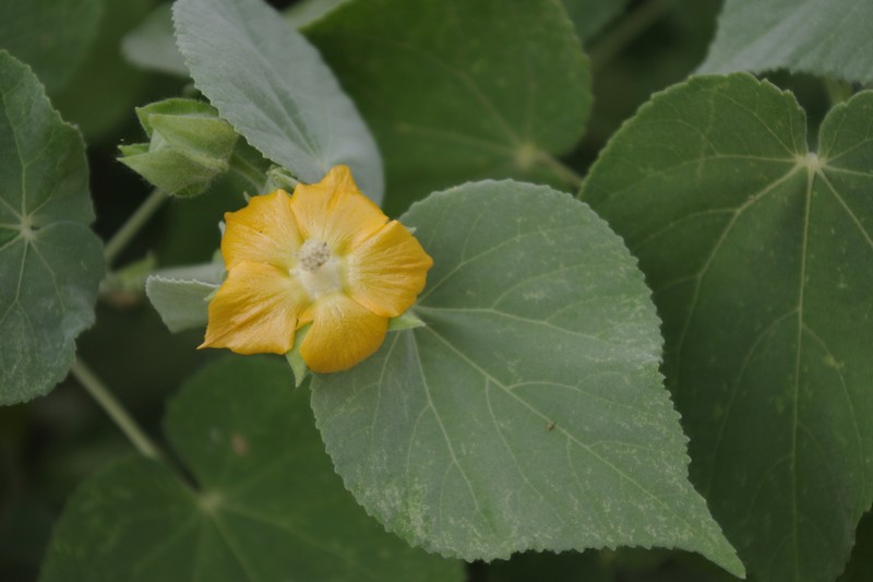 Asian Indian Mallow