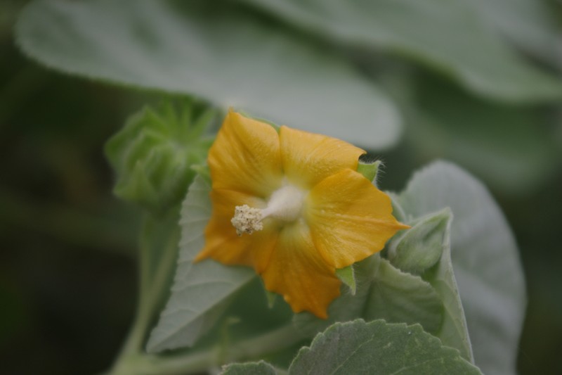 Asian Indian Mallow photo 2