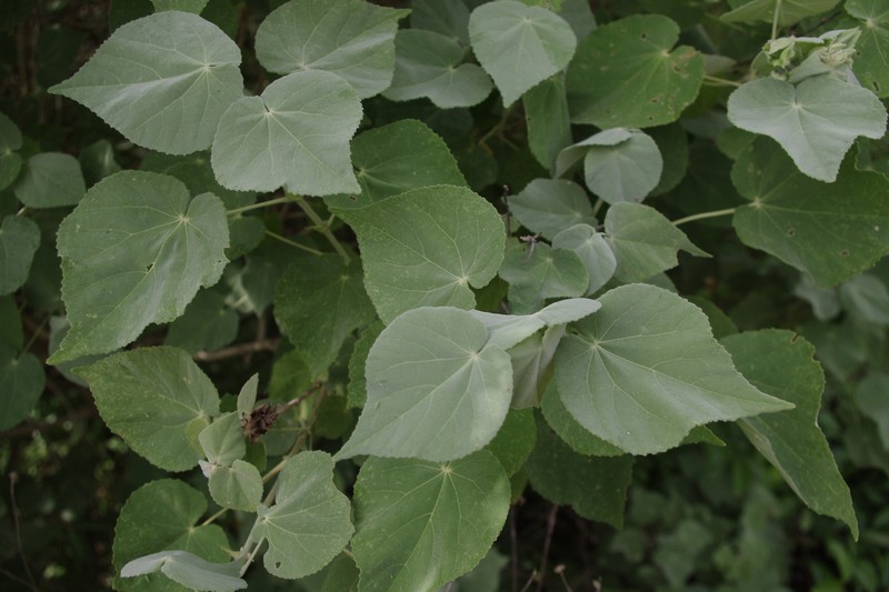 Asian Indian Mallow photo 3