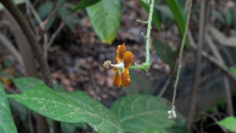 Stipule Fanpetals