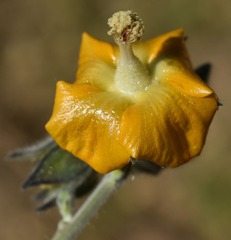 Stipule Fanpetals photo 6