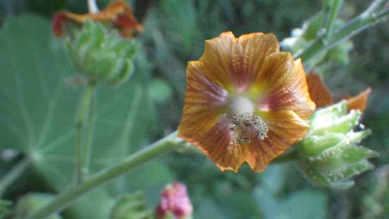 Stipule Fanpetals photo 8