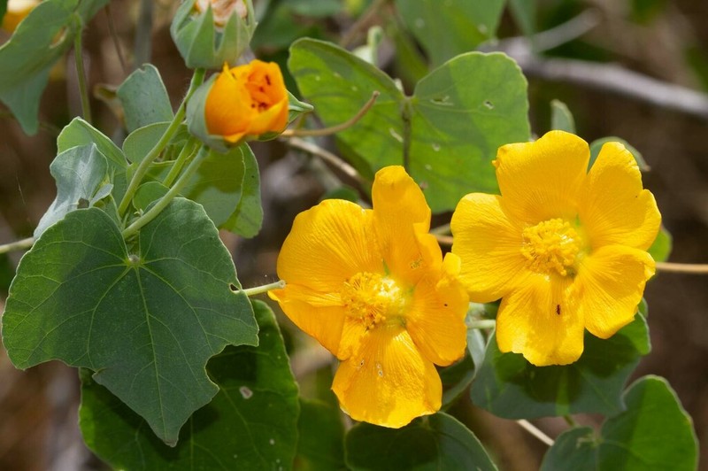 Abutilon australiense photo 2