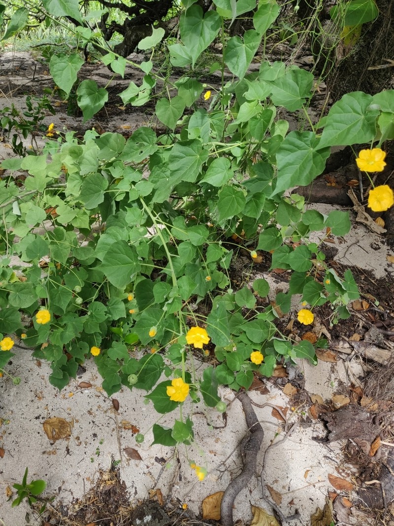 Abutilon australiense photo 3