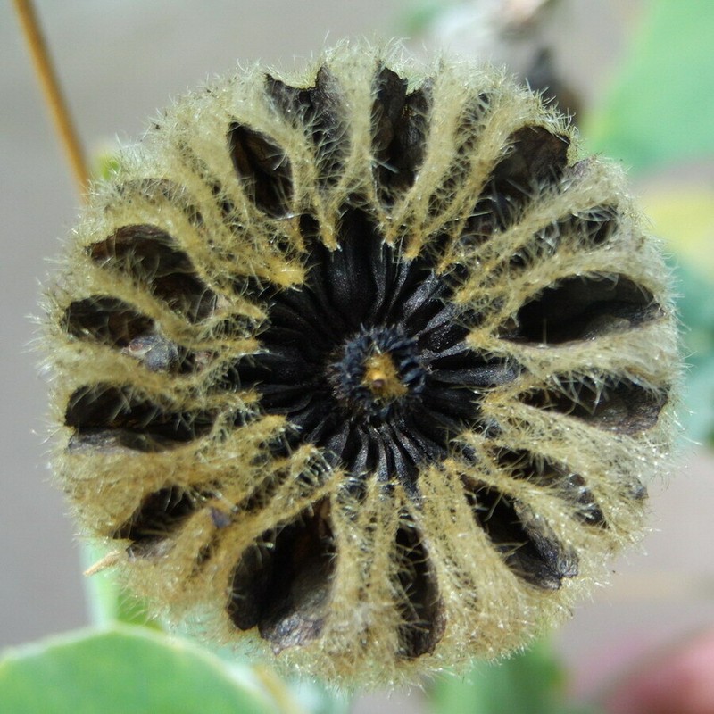 Abutilon australiense photo 5