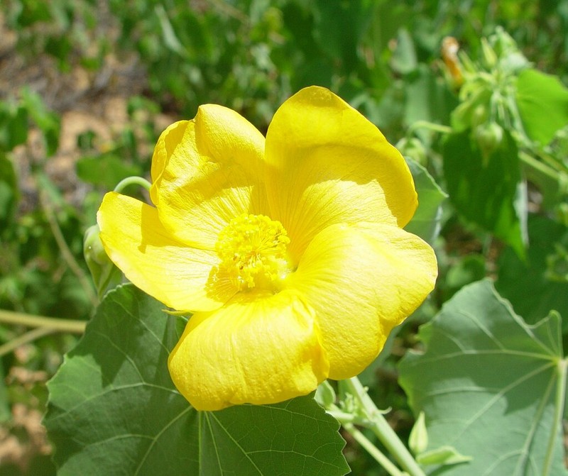 Abutilon australiense photo 6