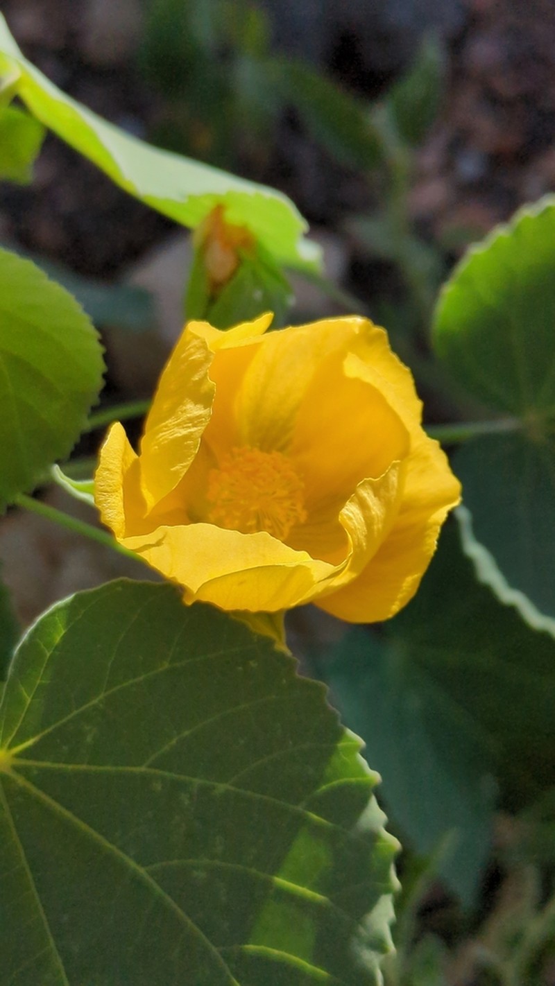 Abutilon australiense photo 7
