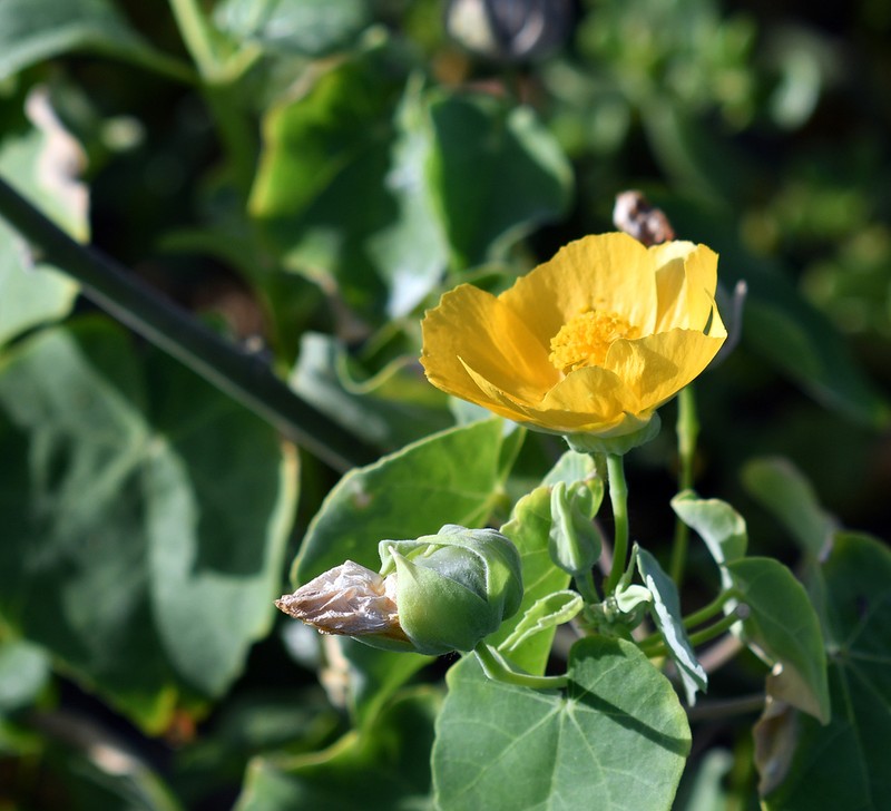 Abutilon australiense photo 8