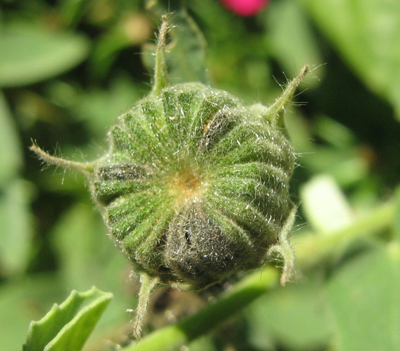 Abutilon austroafricanum