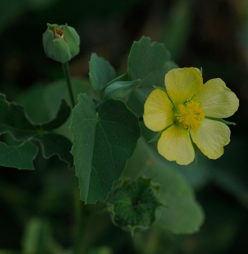 Abutilon austroafricanum photo 2