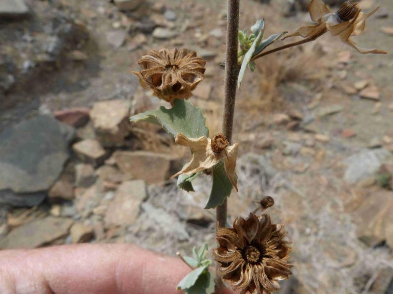 Abutilon austroafricanum photo 3