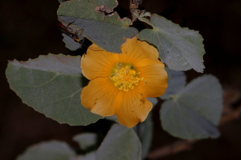 Abutilon austroafricanum photo 4