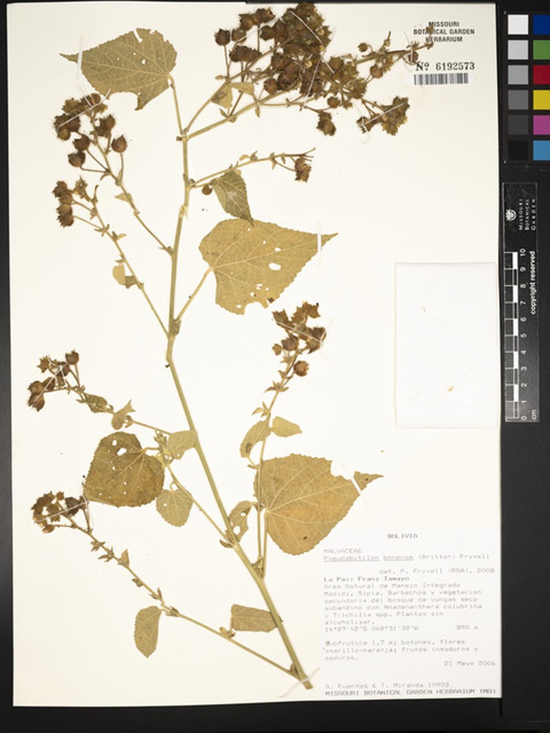 Abutilon balansae