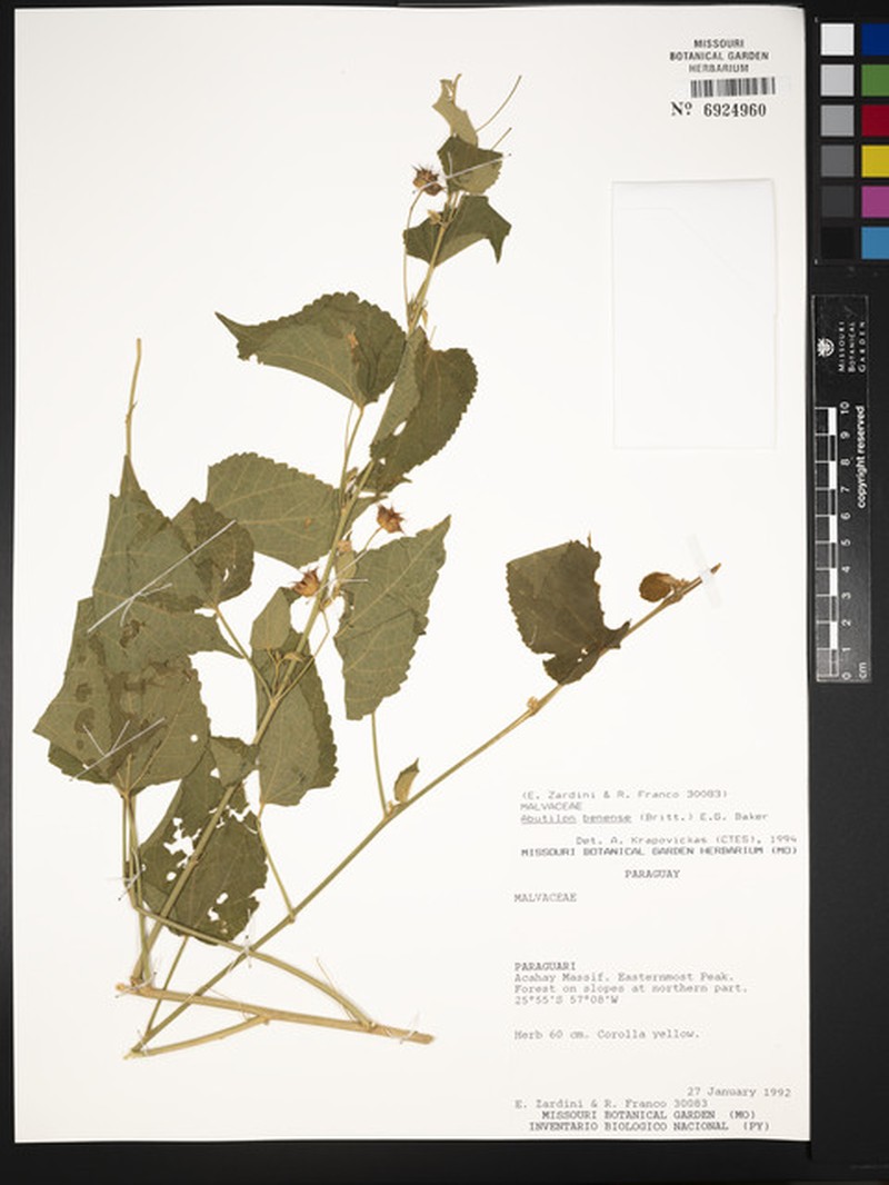 Abutilon balansae photo 3