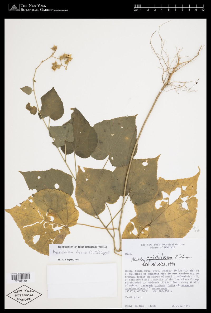 Abutilon balansae photo 6