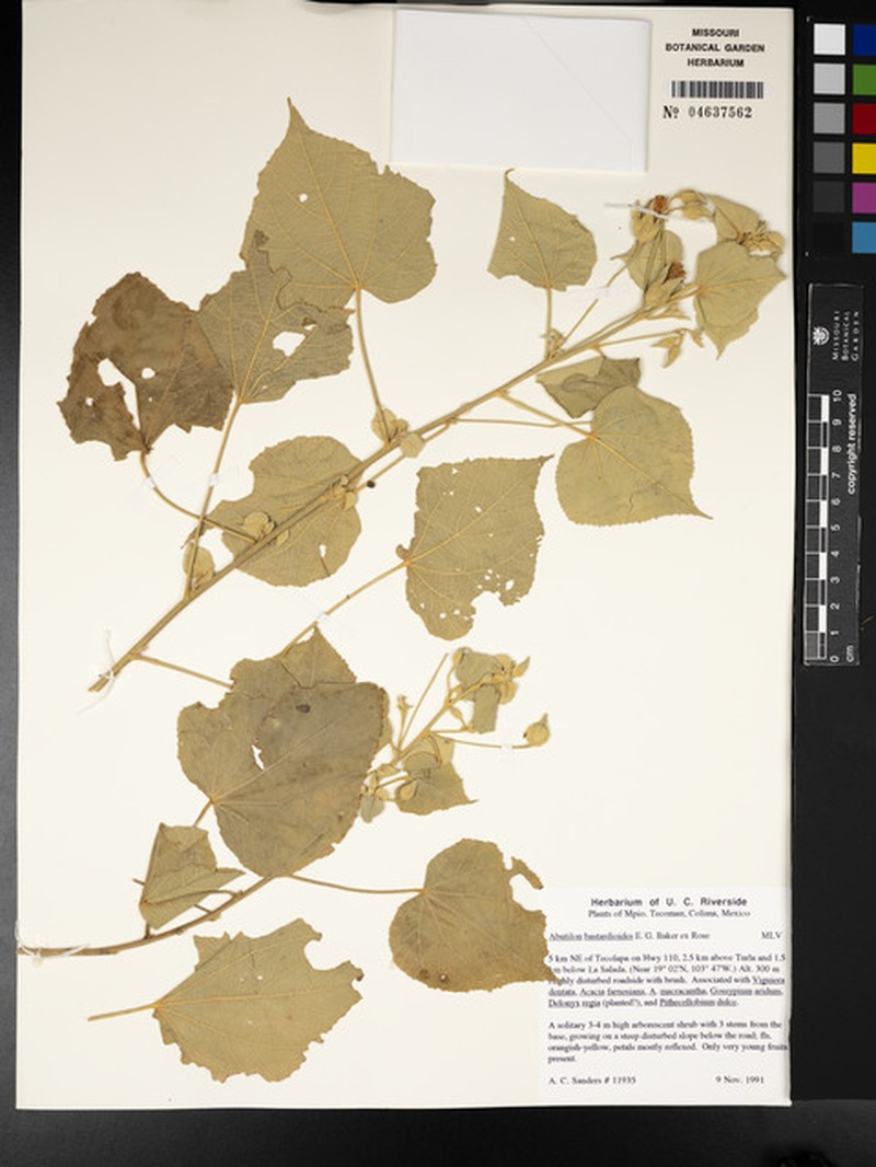 Abutilon bastardioides