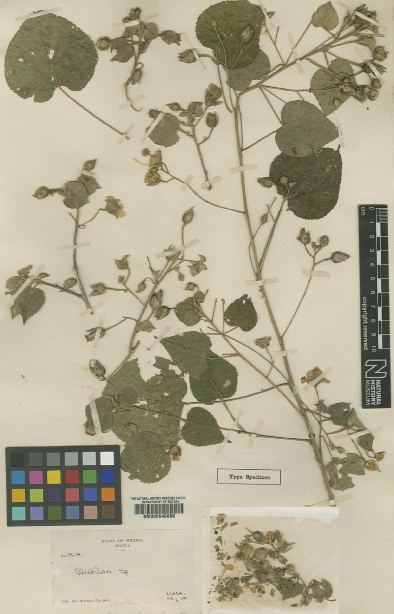 Abutilon bastardioides photo 2