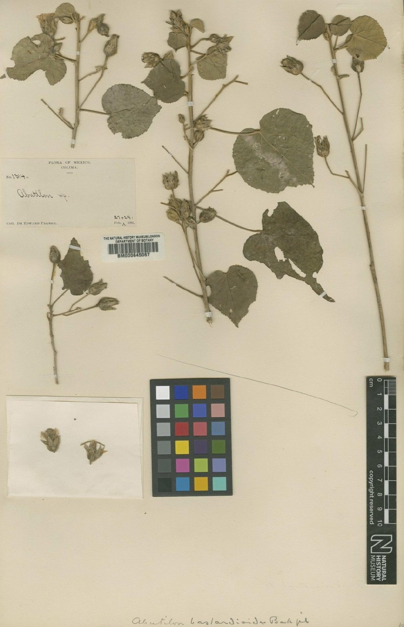 Abutilon bastardioides photo 3