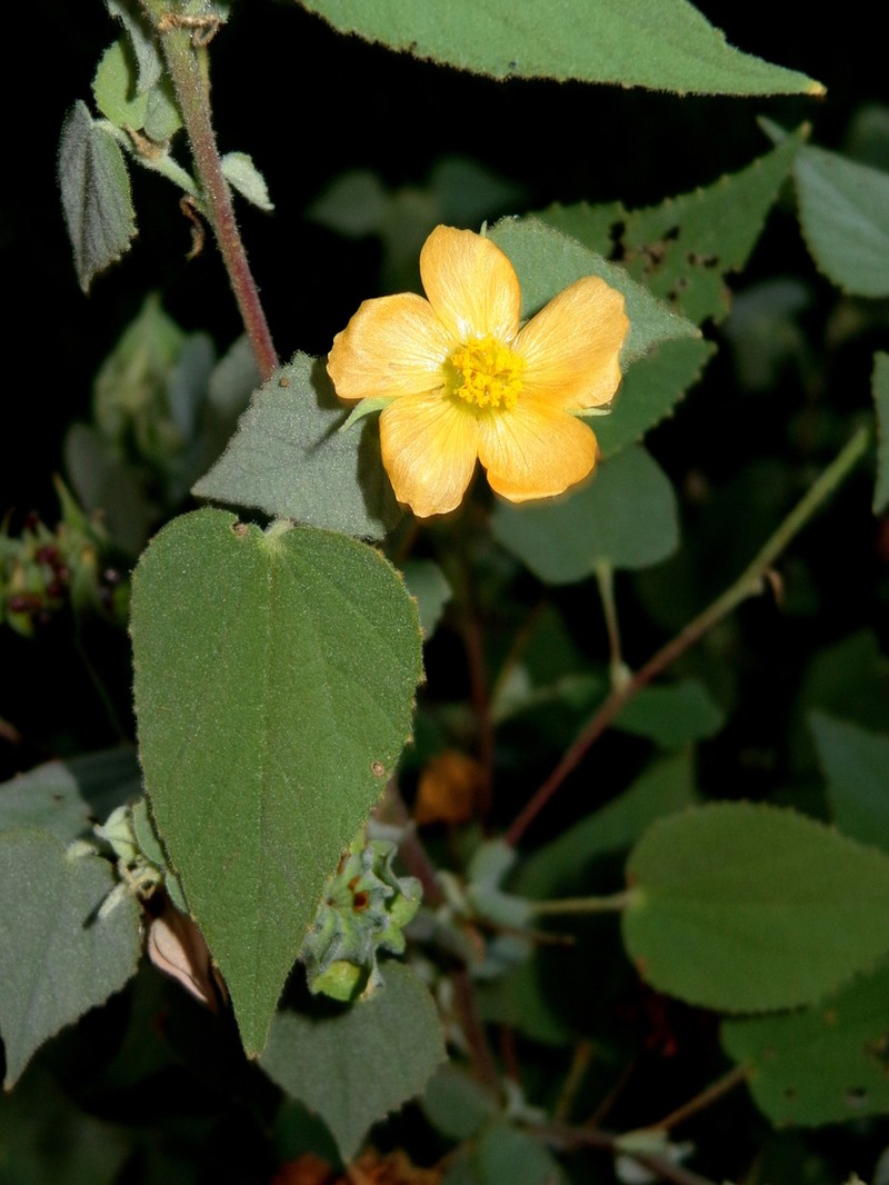 Berlandier's Indian Mallow