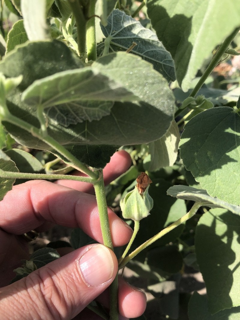 Berlandier's Indian Mallow photo 2