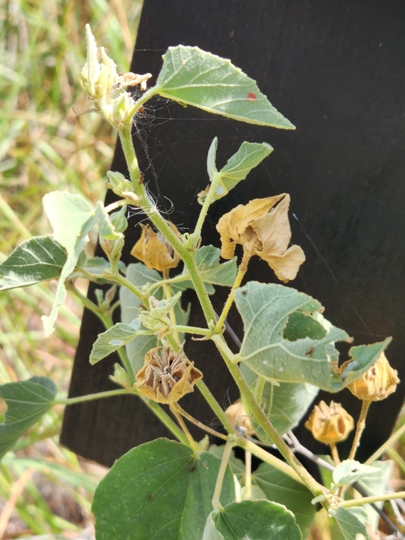 Berlandier's Indian Mallow photo 3