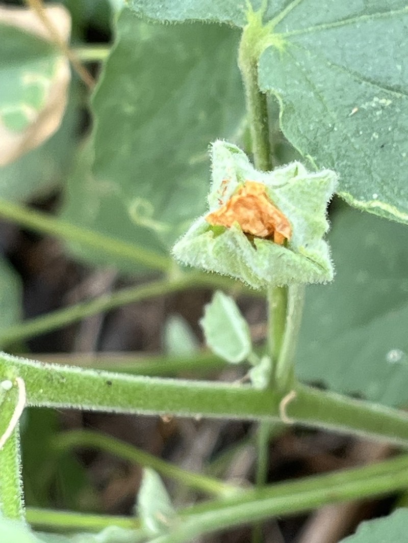 Berlandier's Indian Mallow photo 5