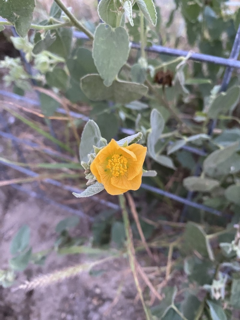 Berlandier's Indian Mallow photo 6