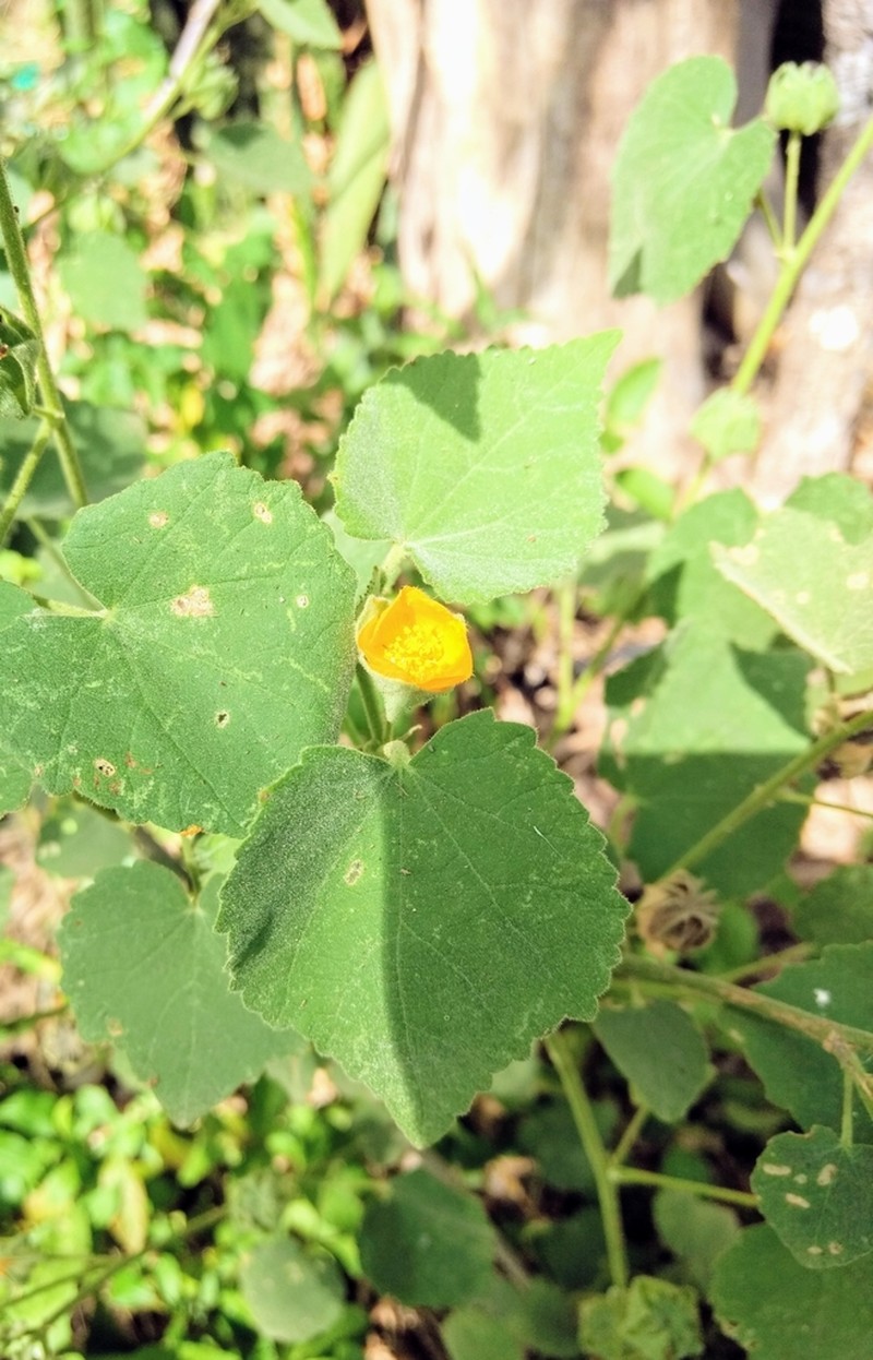 Berlandier's Indian Mallow photo 7