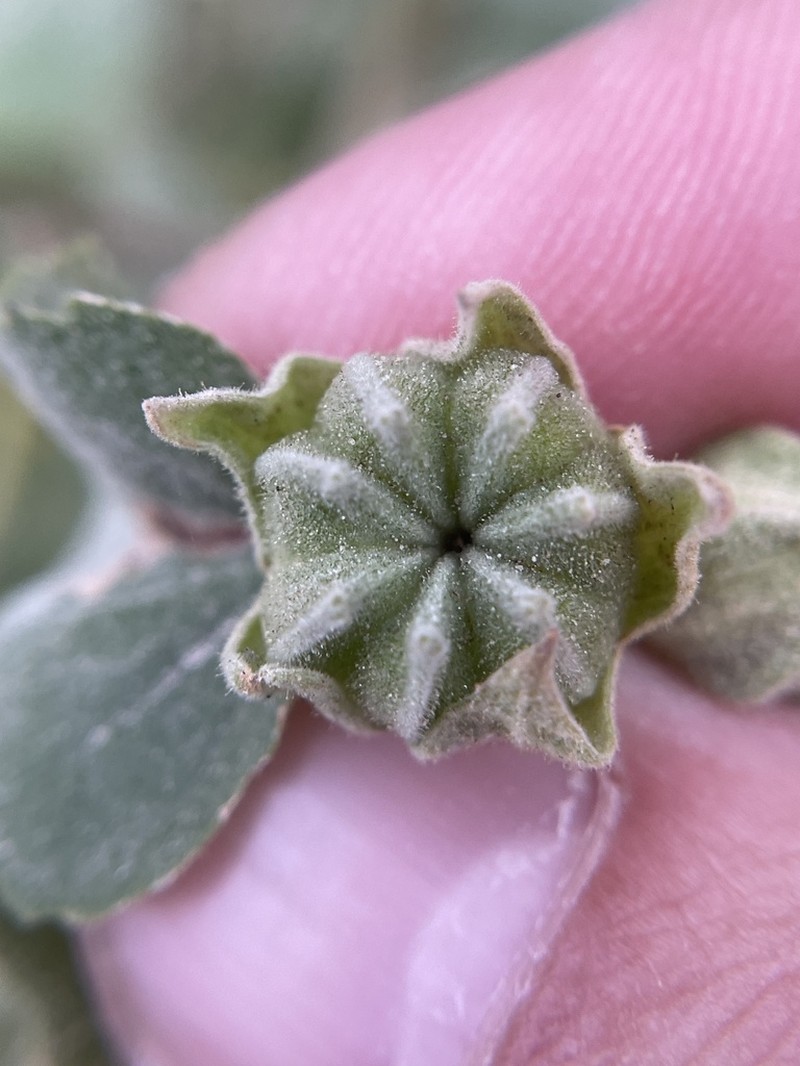 Berlandier's Indian Mallow photo 8