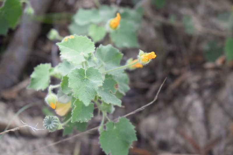 Abutilon bidentatum photo 2