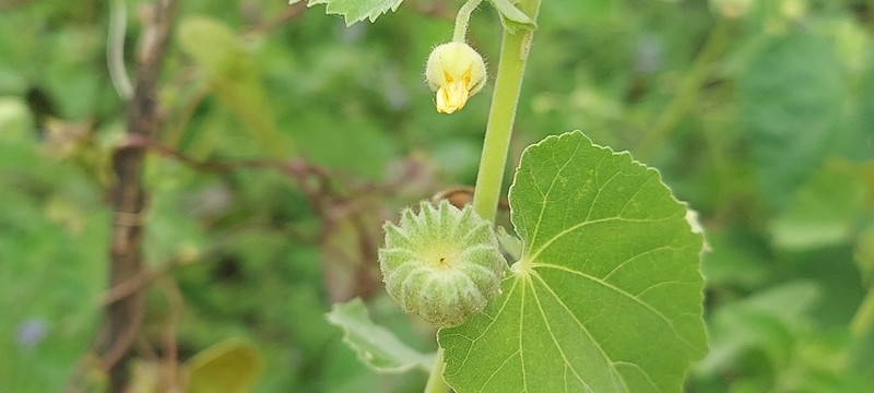Abutilon bidentatum photo 3