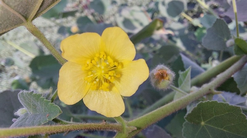 Abutilon bidentatum photo 4