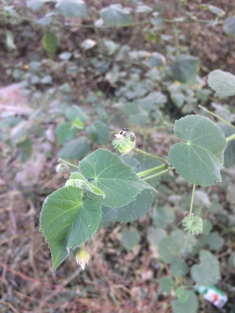 Abutilon bidentatum photo 6