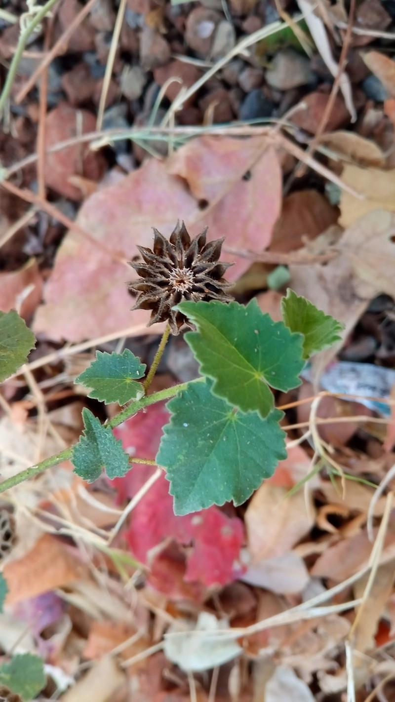 Abutilon bidentatum photo 8