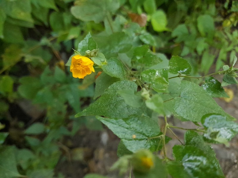 Escoba Babosa photo 3