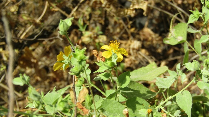 Escoba Babosa photo 8