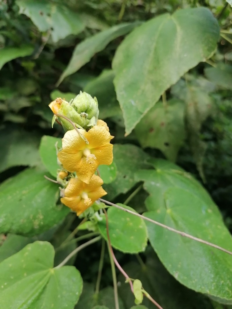 Abutilon bracteosum