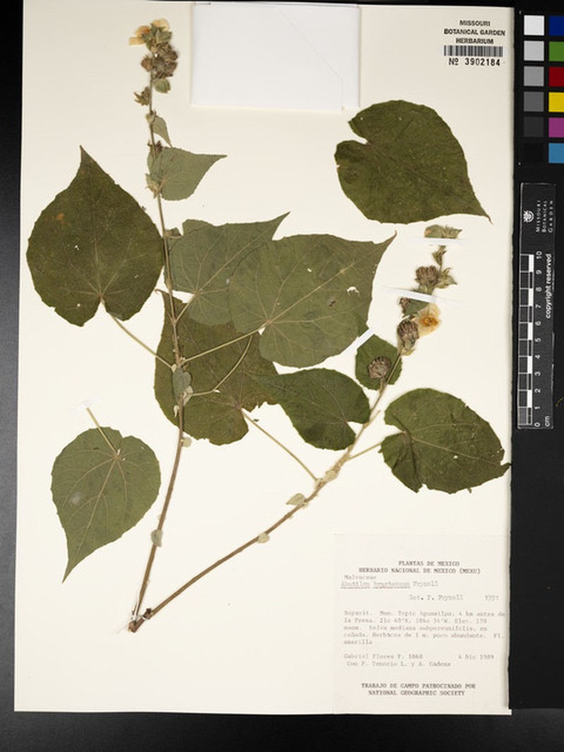 Abutilon bracteosum photo 2