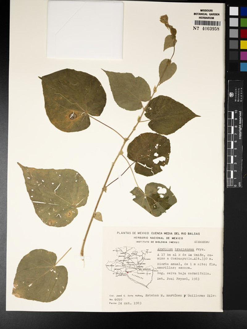 Abutilon bracteosum photo 3