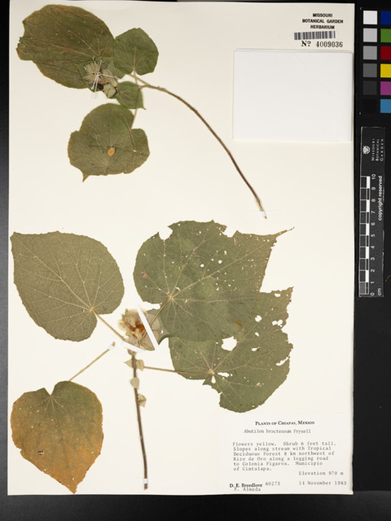 Abutilon bracteosum photo 4