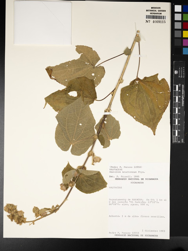 Abutilon bracteosum photo 5