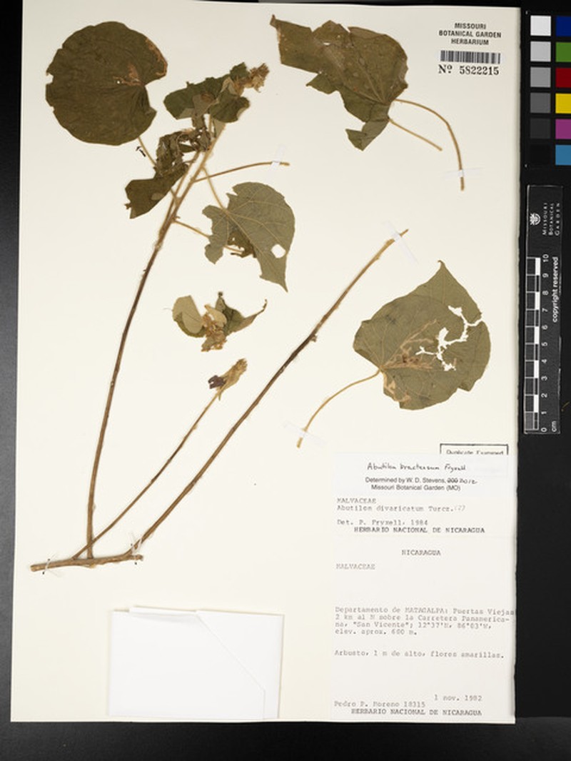 Abutilon bracteosum photo 6