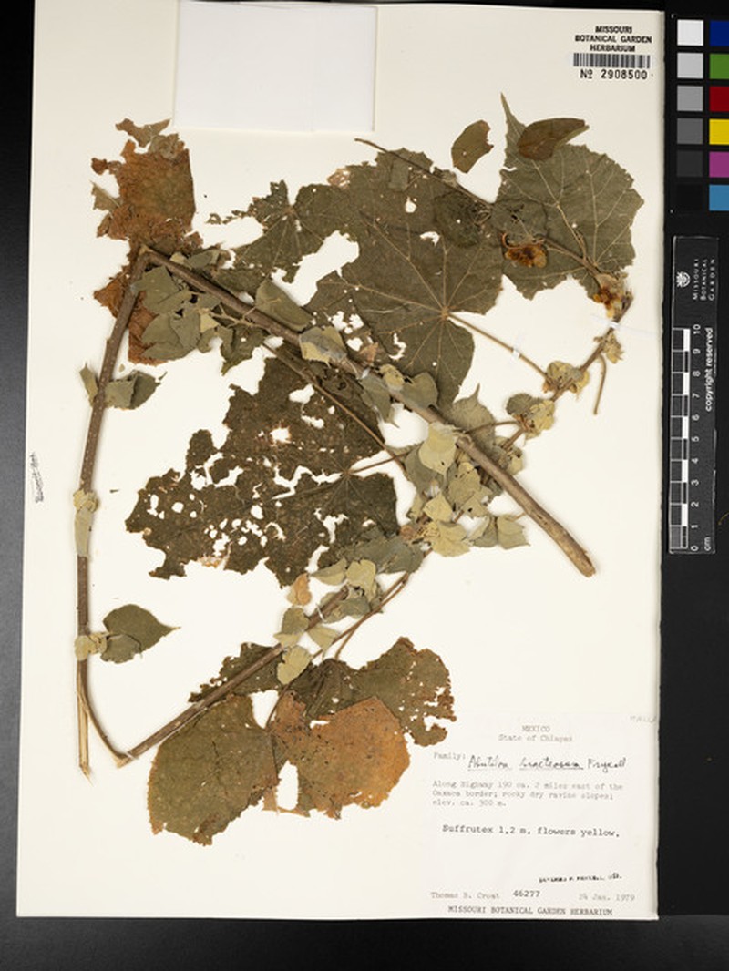 Abutilon bracteosum photo 7