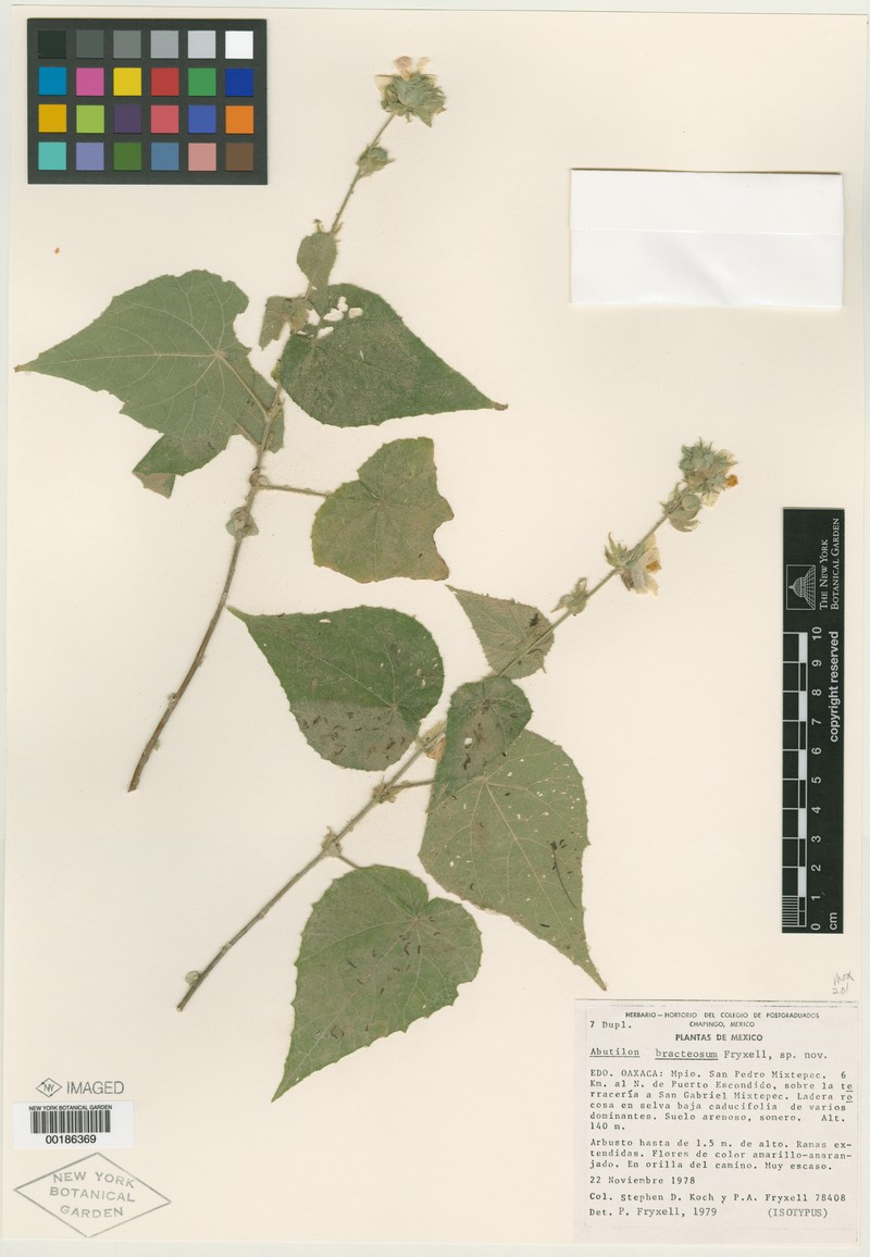 Abutilon bracteosum photo 8