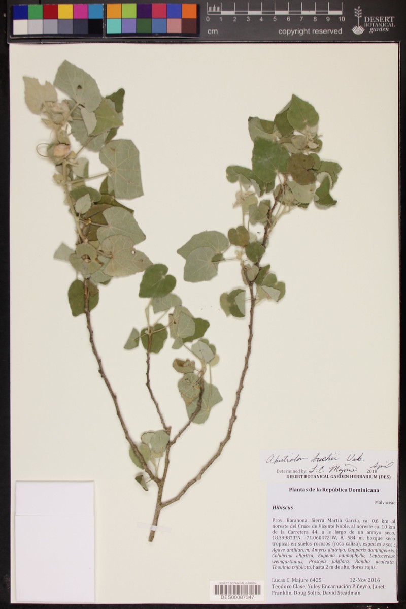 Abutilon buchii