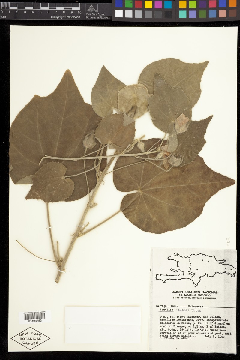 Abutilon buchii photo 2