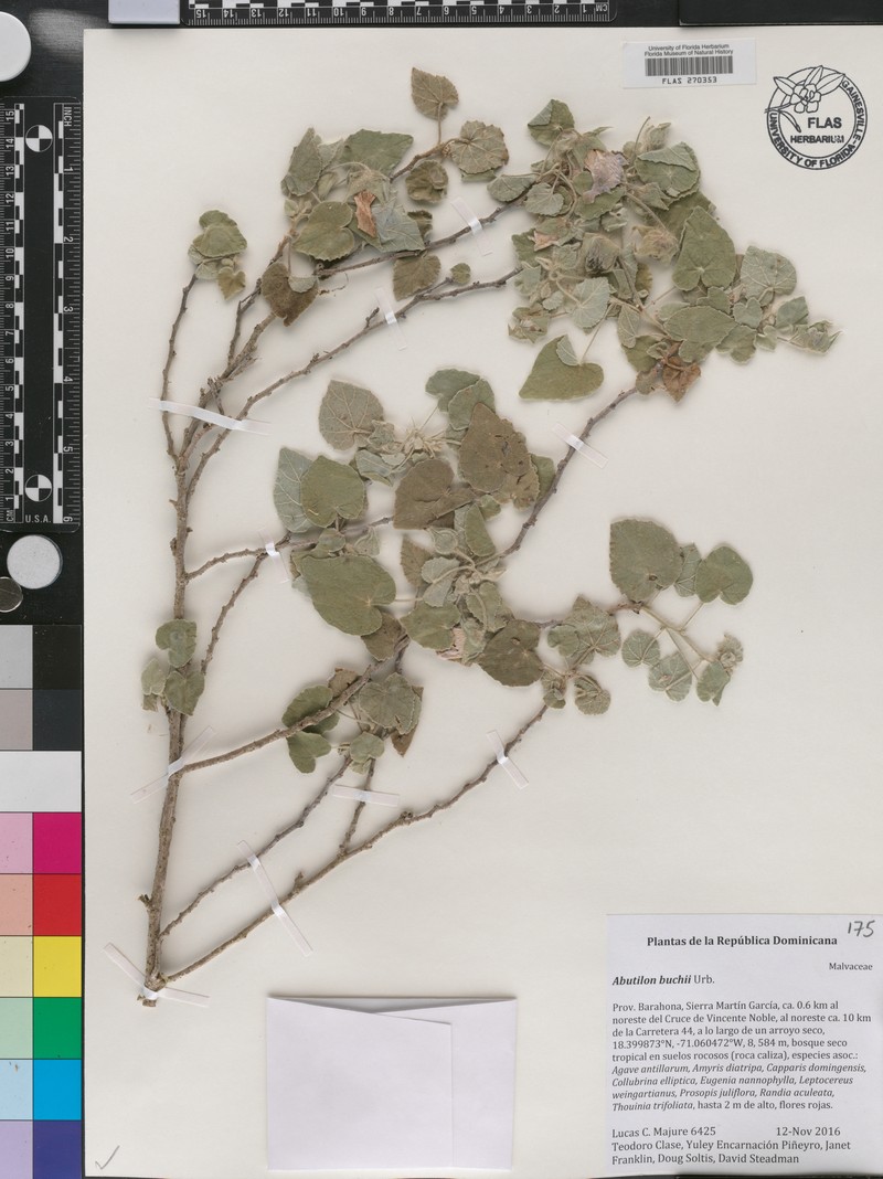 Abutilon buchii photo 3