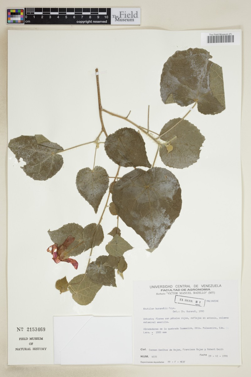 Abutilon burandtii